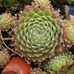 Sempervivum - Dachwurz - Hauswurz